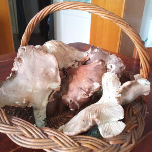 Castiglione in Teverina-italia